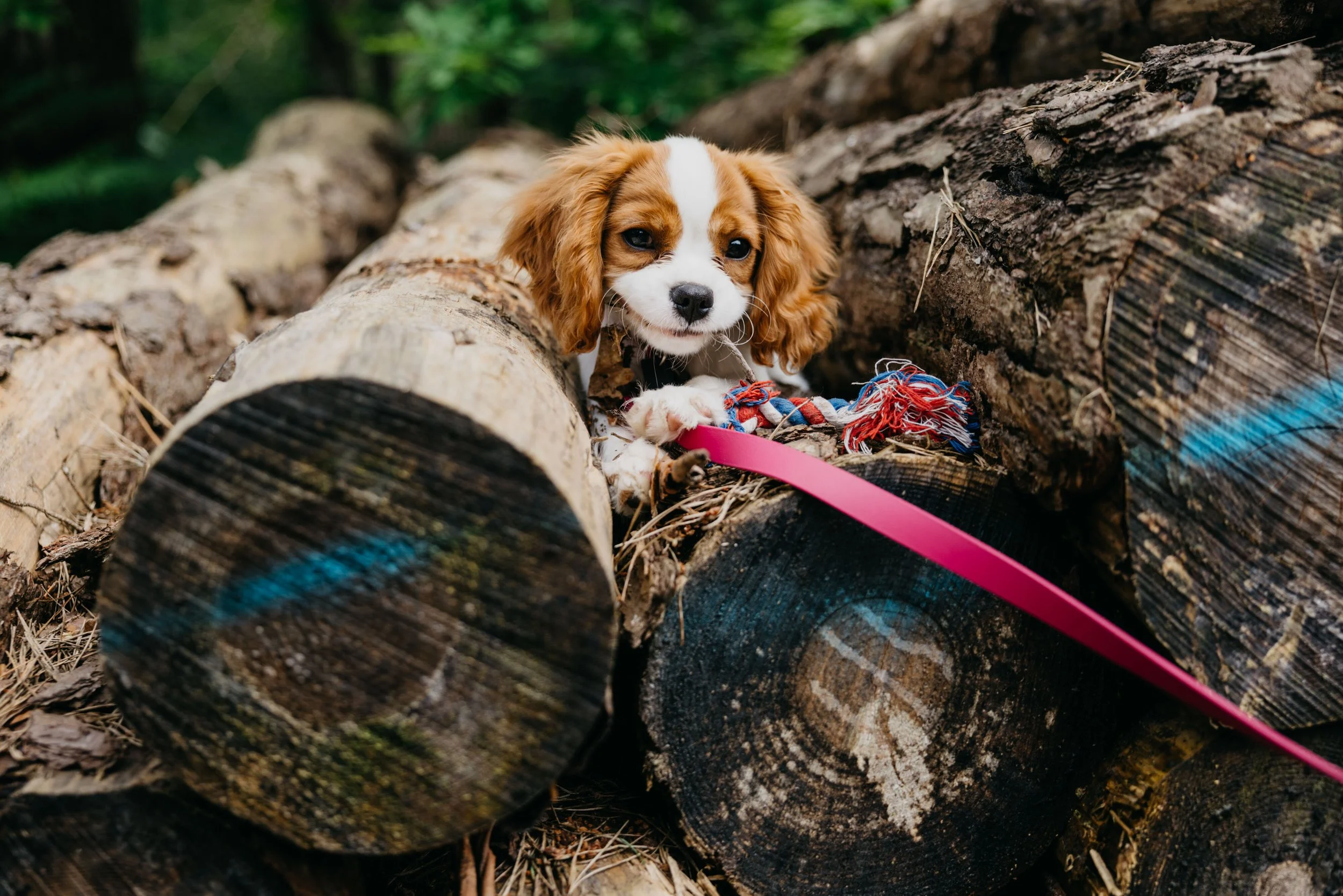 Chien blanc et noir sur des troncs d'arbre empilés avec une laisse beige, dans une forêt.