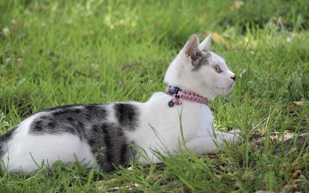 Chat blanc et gris avec un collier rose, allongé sur l'herbe.