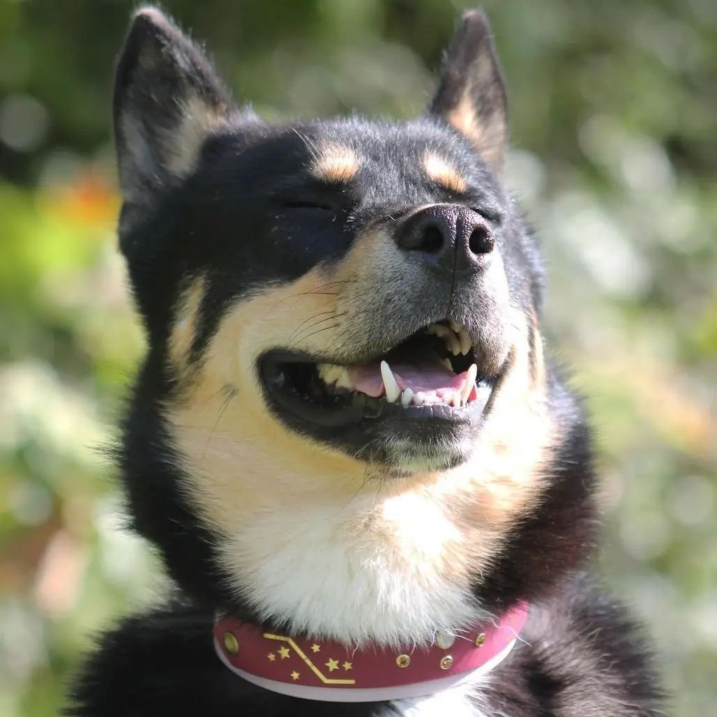 Chien à la robe noire et feu avec un collier rouge, souriant les yeux fermés dans un jardin.