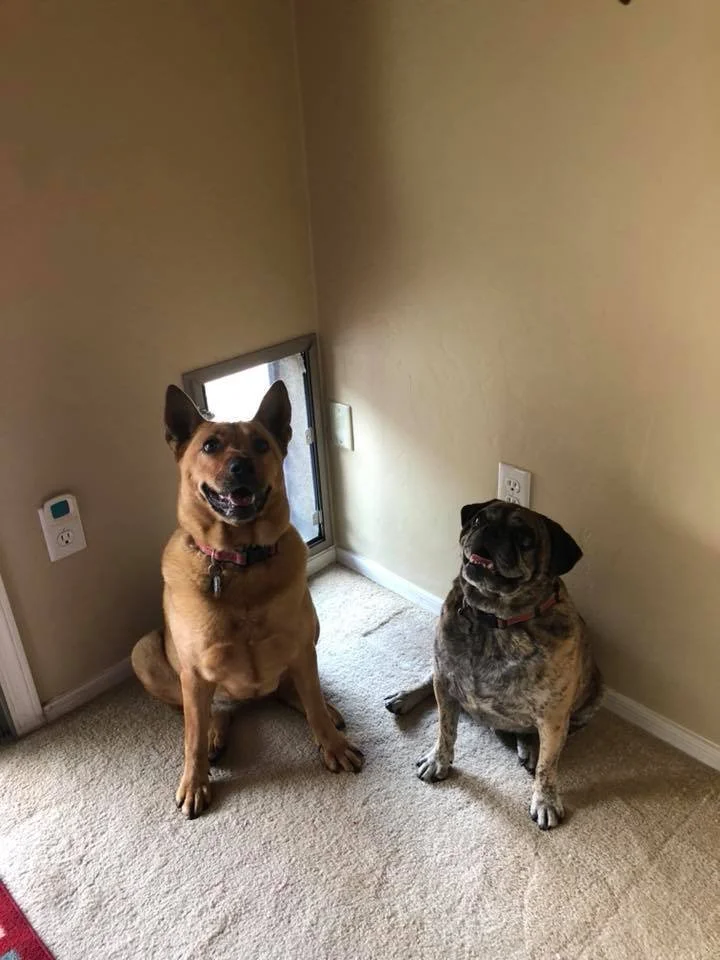 Tucson Doggie Doors