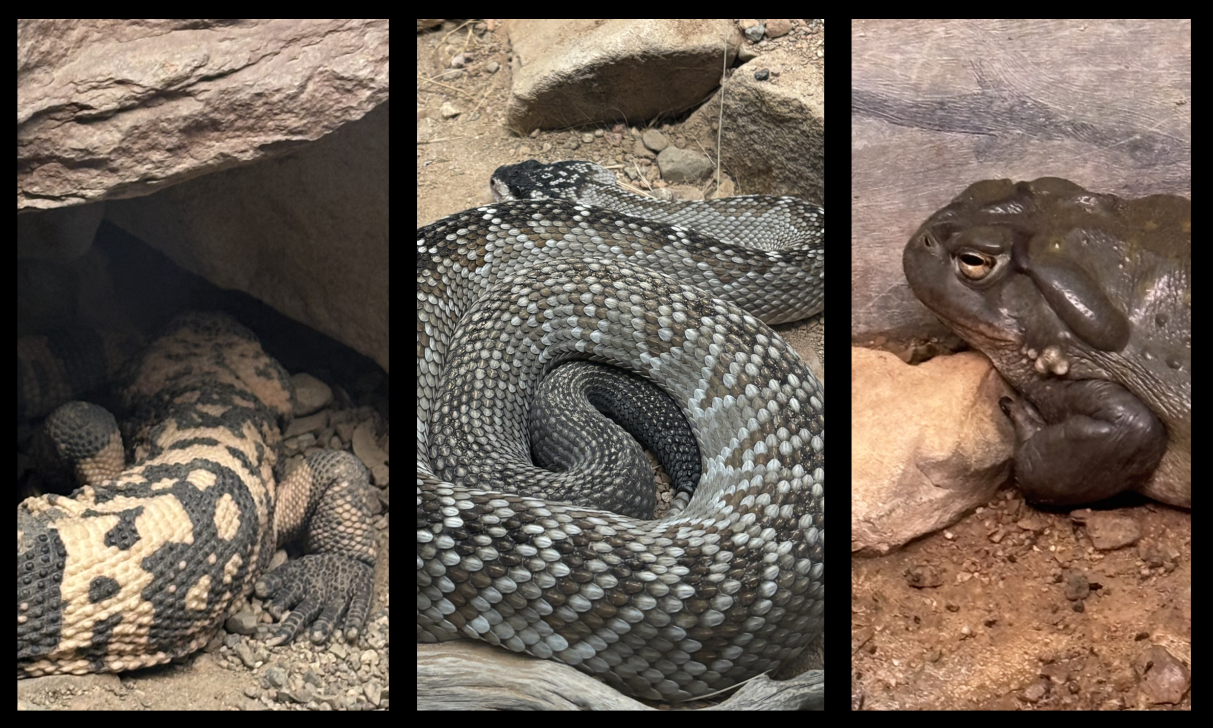 No double Dog dares: Safeguarding Outdoor pets against venomous critters