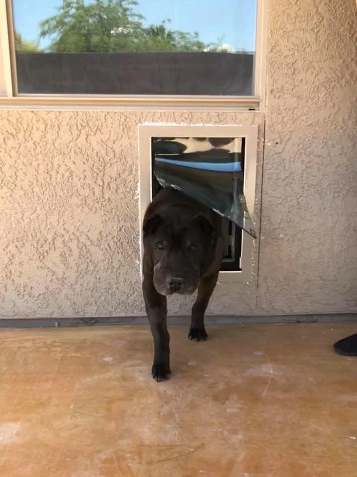 Tucson Doggie Doors