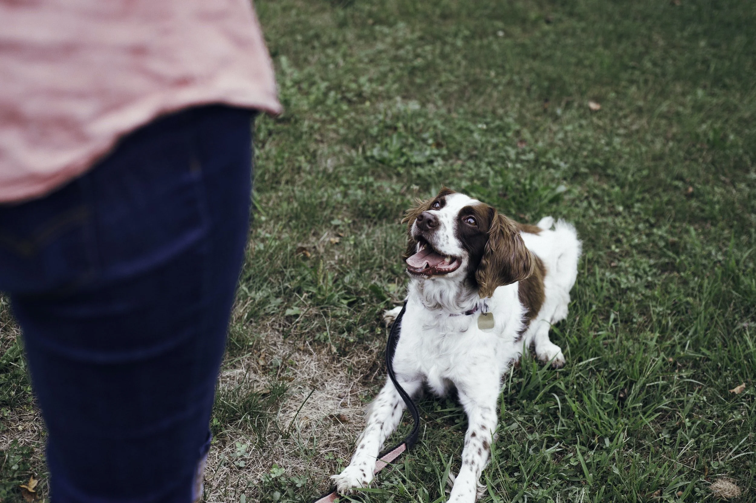 Canine Good Citizen Class