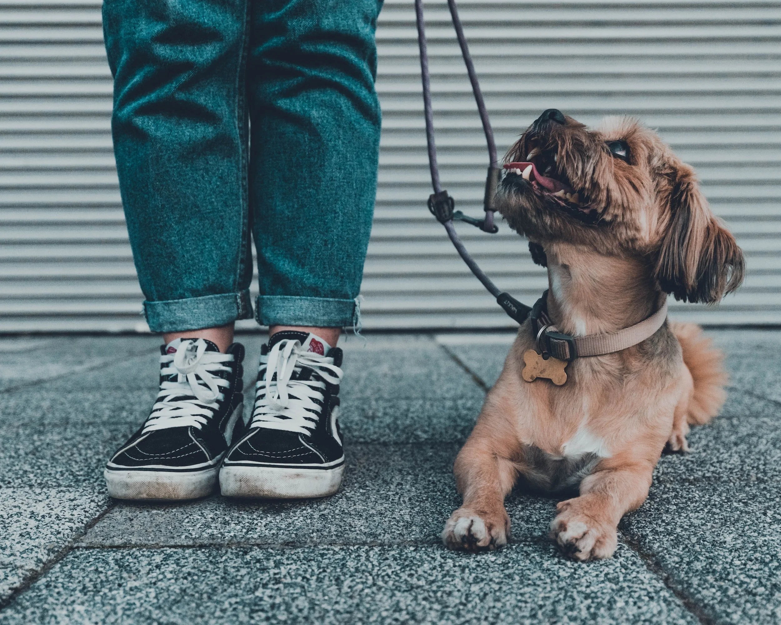 Introduction to Loose Leash Walking (Level 1)