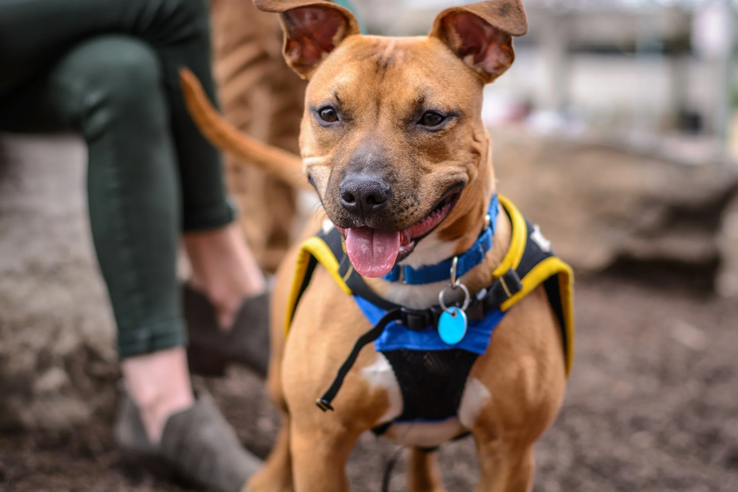 Canine Good Citizen TEST