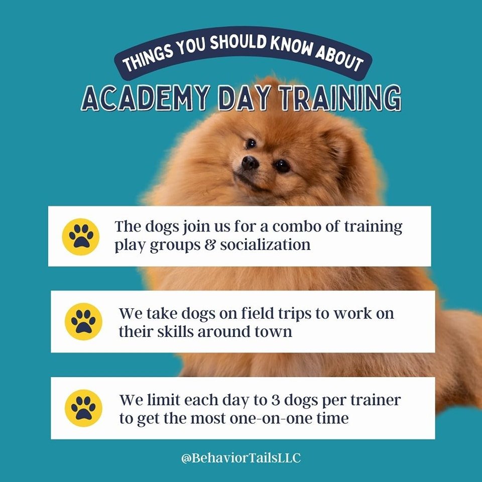 Call or text us at 828 565 1050 to get started in our Academy Drop Off Day Training!