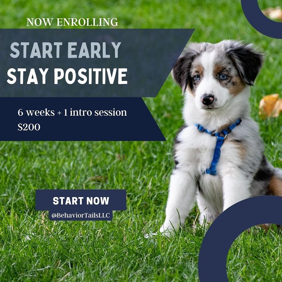Your dog is only a puppy for a short time! Take advantage of this stage of their life and set them up for success! Our Positive Start Puppy Class is for puppies 12-24 weeks old, and is a 6 week, open enrollment course, taught on Tuesday nights. Reach