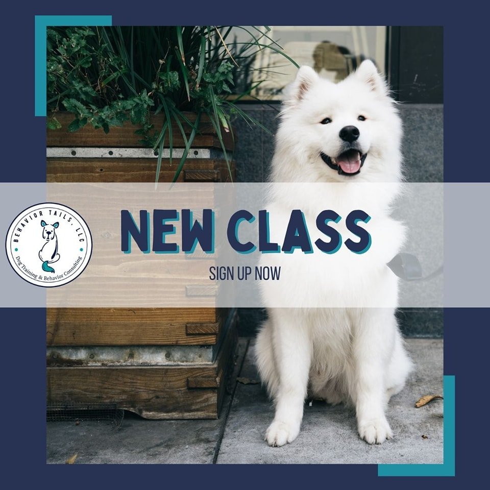Does your dog struggle to walk or relax around new dogs or people? Do they bark at random interruptions while you are out with them or in your home?

Consider taking our Manners for Reactive Dogs, taught on Wednesday nights in May, 5:30-6:30, by our 