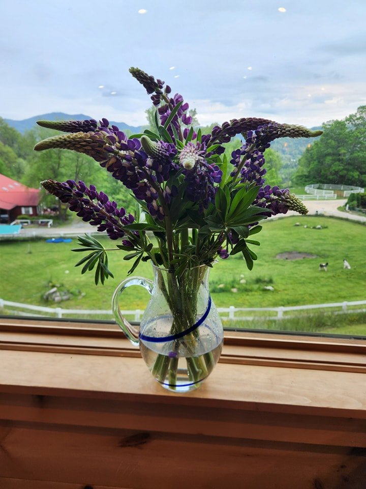 🌿 Big thanks to Mandy at Blue Ridge Blooms for this beautiful bouquet of lupine! We love these flowers so much 🙂