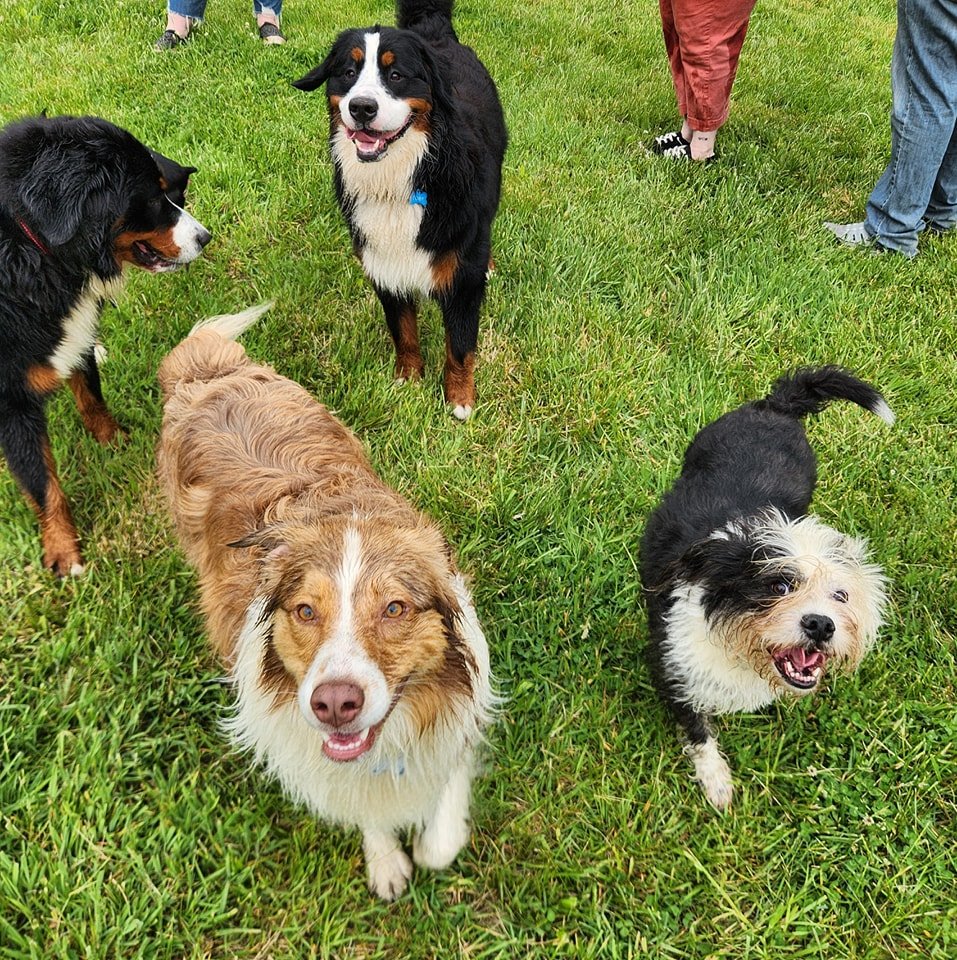 🌧 These faces really brighten up a rainy Friday morning! Rain or shine, we play! And dogs don't seem to mind a little rain mind one bit 🙂

#PlayDayFriday #DogSocial #MannersMatter #Gus #Toby #Gertie #Cedar #LS #Tina #Zuri