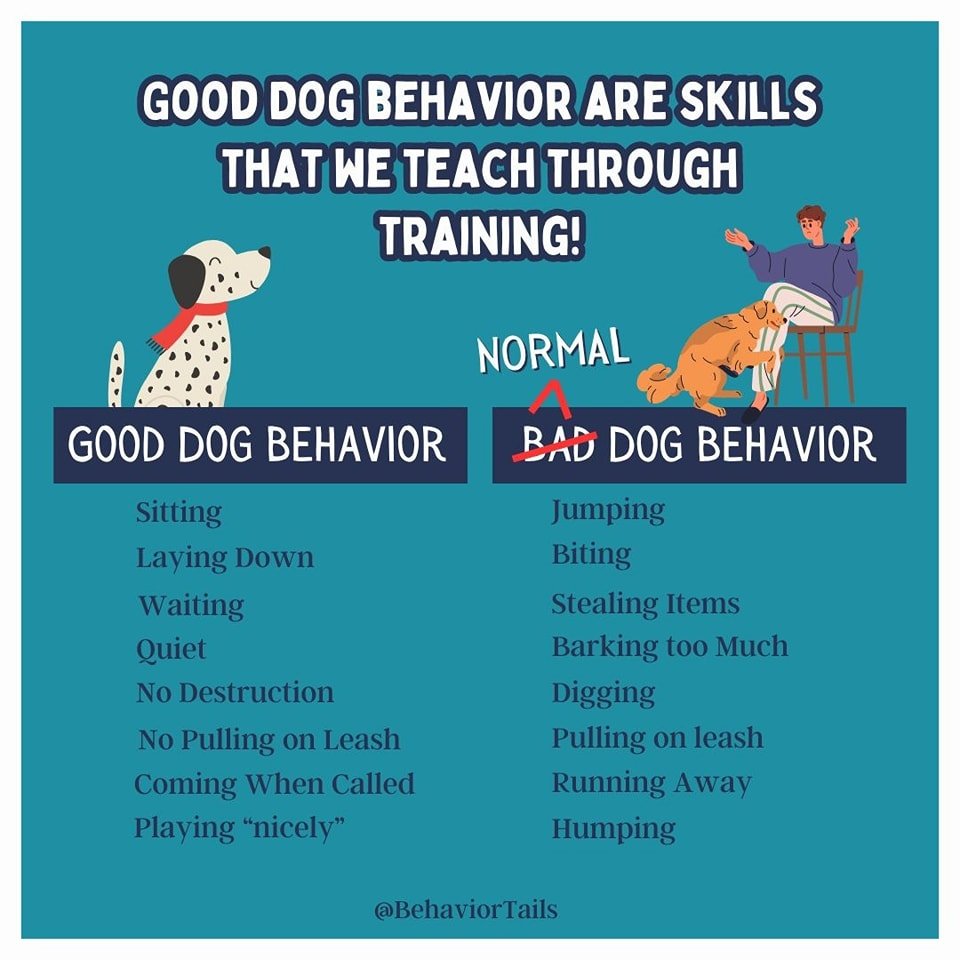 Good manners come with training! We have to teach dogs how to live in a very human world. 

Let us know how we can help your dog better understand the behavior your looking for! We have group classes, drop off training, and of course one-on-one sessi