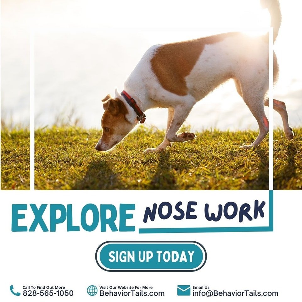 Intro to Nose Work starts June 19! Nose Work is a fun activity for both you and your dog!

This class will be a 6 week course, running from mid June through July, which will cover the basics of engaging your dog's seeking system, teaching them how to