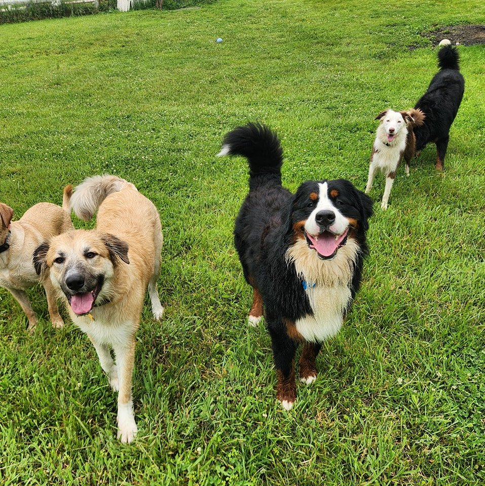 #PlayDayFriday #Friends #DogSocial #PeopleSocial #MannersMatter #BehaveYourTails