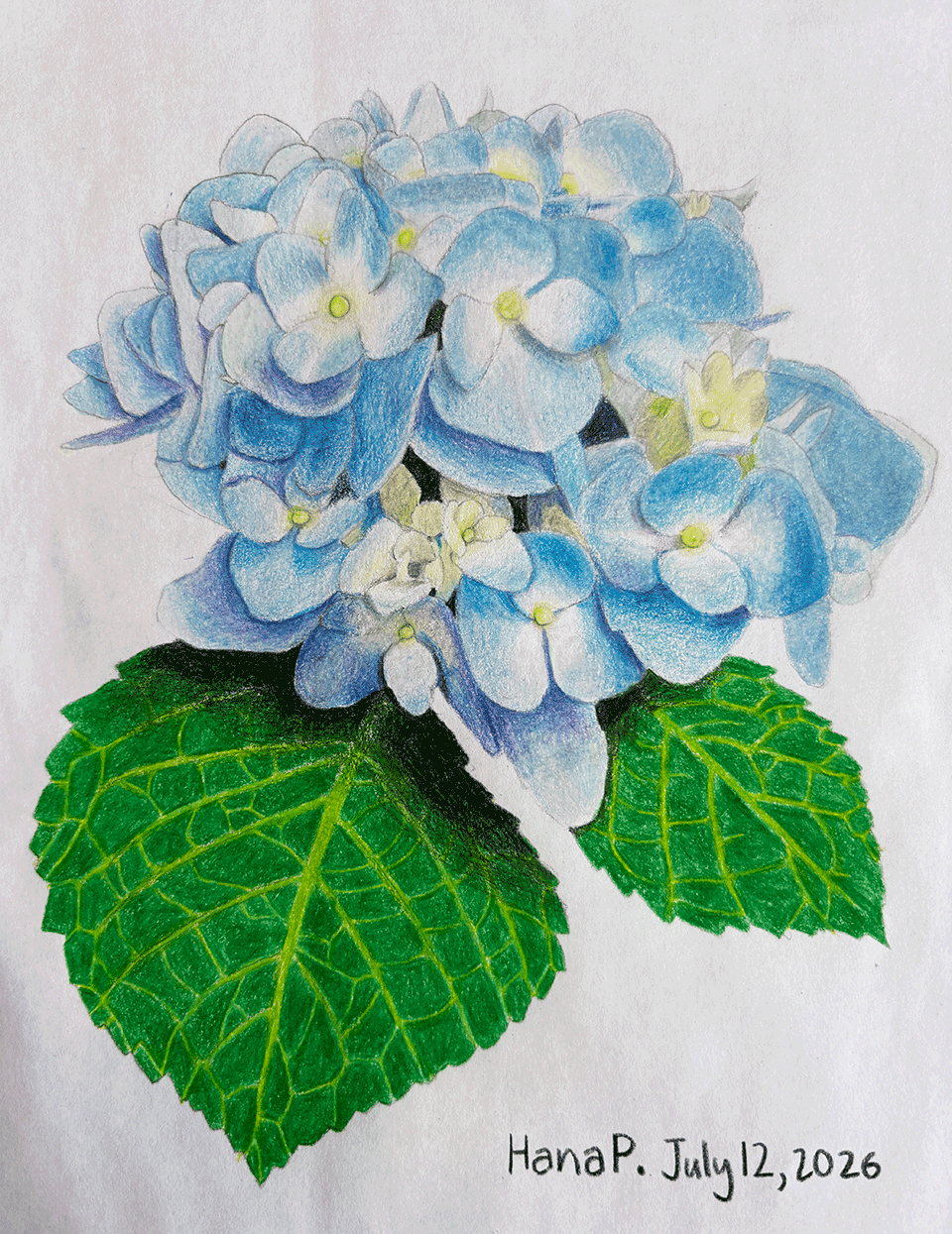 Hana-hydrangea.gif