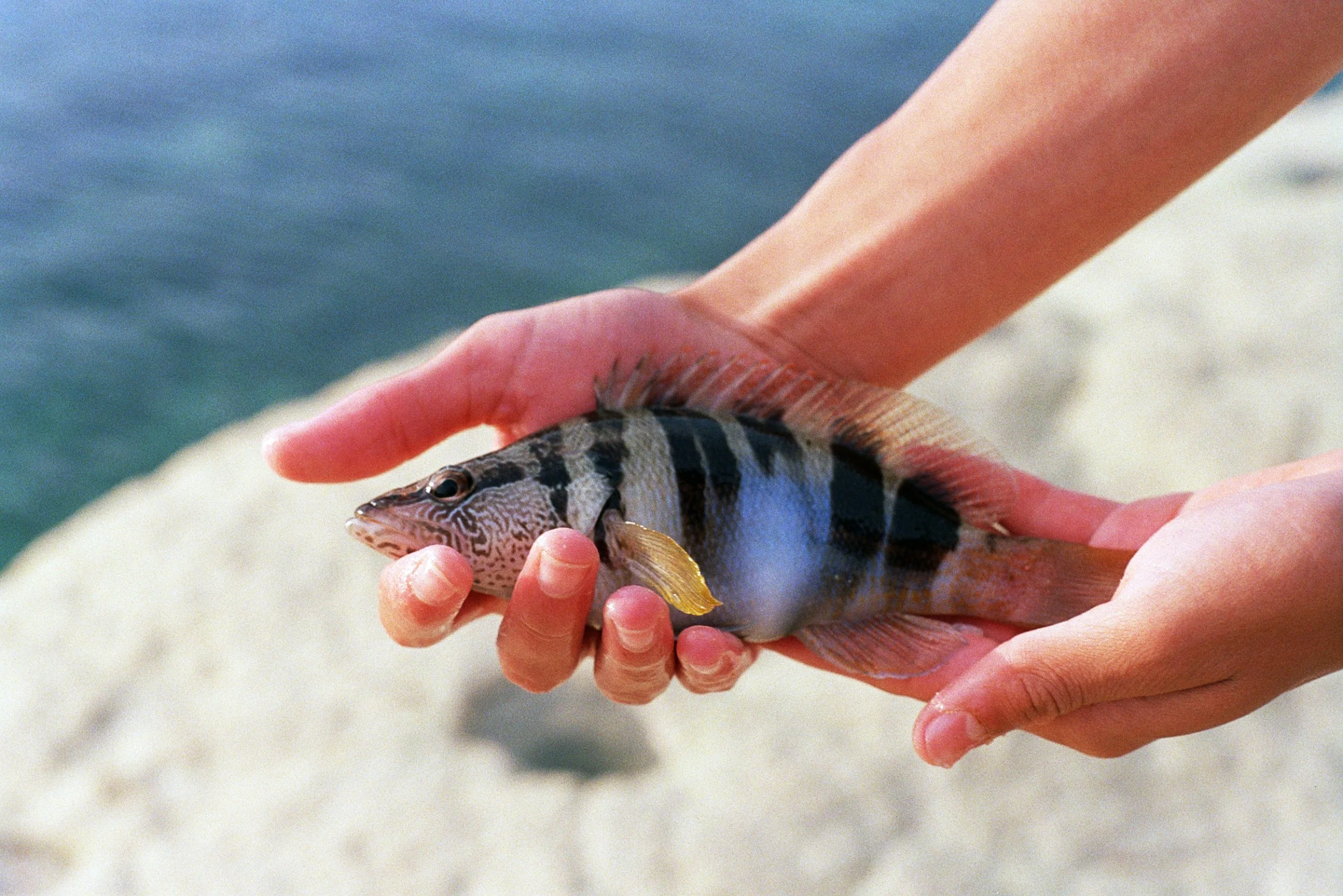 Malta, 2024 / 
Minolta X370, Fujifulm ISO 400