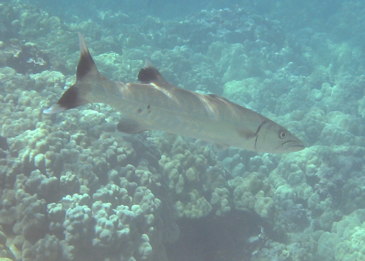 Baracuda | 2004 Kahaluʻu Bay - Doug Sell