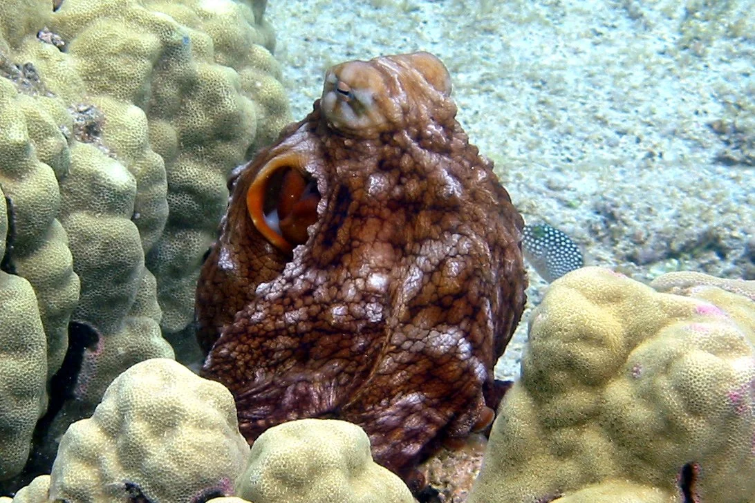 Day Octopus | 2005 Kahaluʻu Bay - Doug Sell