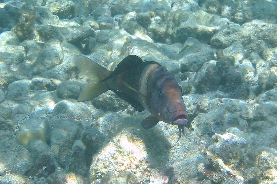 Goatfish | 2004 Kahaluʻu Bay - Doug Sell