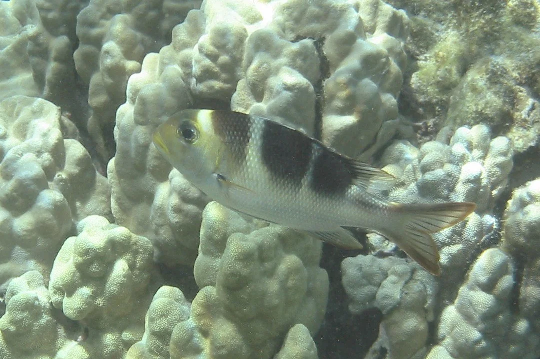 Bigeye Emperor | 2003 Kahaluʻu Bay - Doug Sell