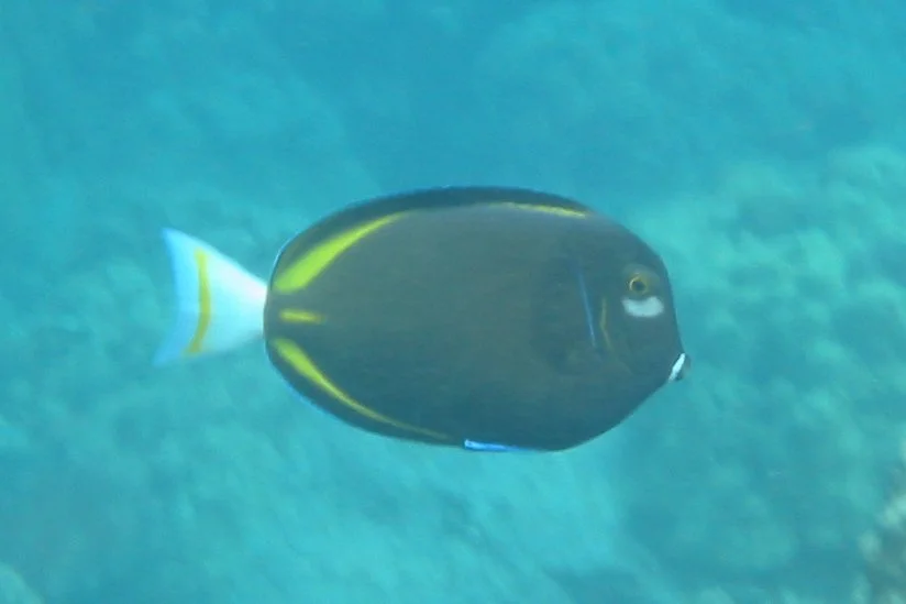 Goldrim Surgeon | 2007 Kahaluʻu Bay - Doug Sell