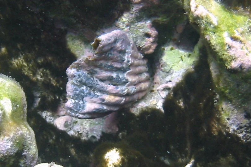 Baggy Pen Shell | 2004 Kahaluʻu Bay - Doug Sell