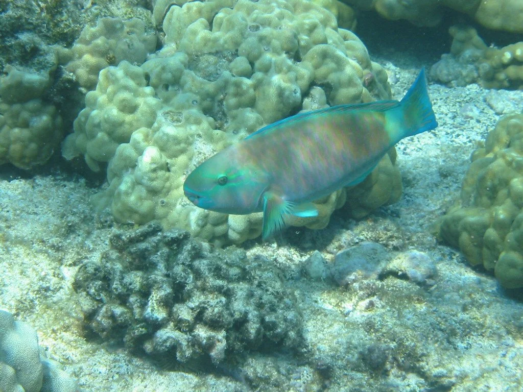 Bullethead Parrotfish | 2006 Kahaluʻu Bay - Doug Sell