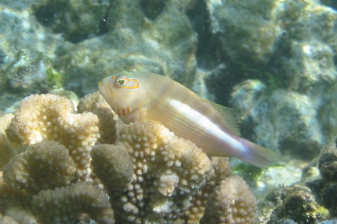 Arc Eye Hawkfish | 2005 Kahaluʻu Bay - Doug Sell