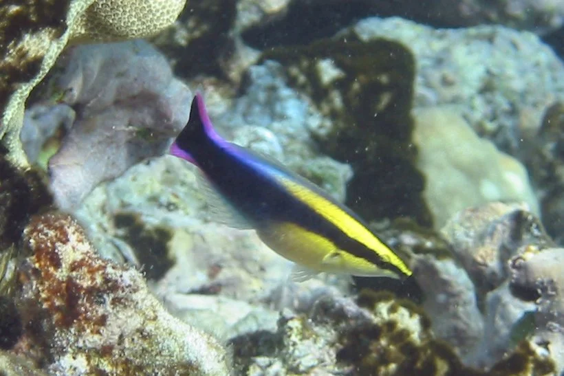 Cleaner Wrasse | 2006 Kahaluʻu Bay - Doug Sell