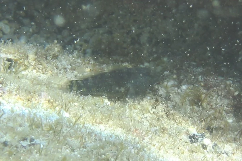 Gargantuan Blenny | 2005 Kahaluʻu Bay - Doug Sell