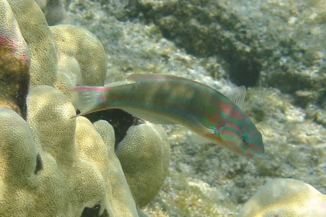 Fivestripe Wrasse | 2005 Kahaluʻu Bay - Doug Sell