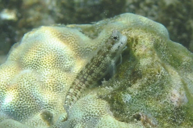 Goby | 2006 Kahaluʻu Bay - Doug Sell