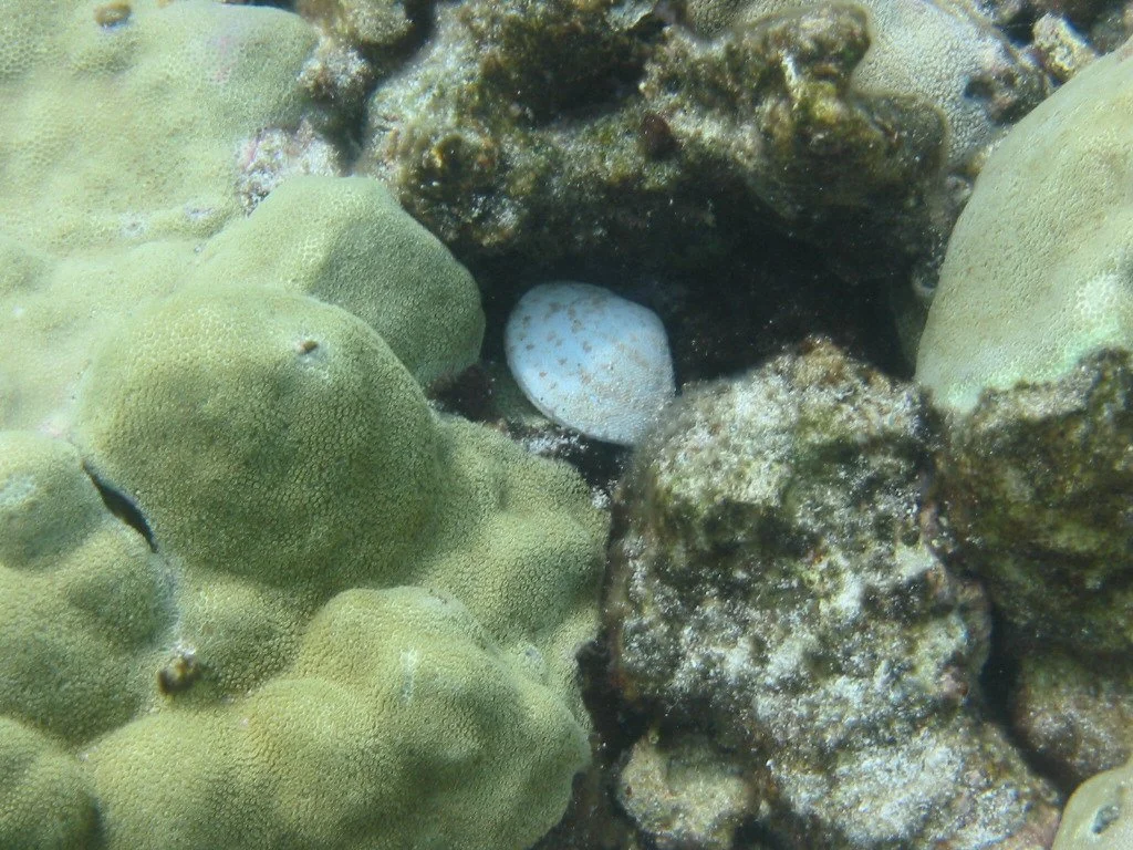 Cockle Shell | 2003 Kahaluʻu Bay - Doug Sell