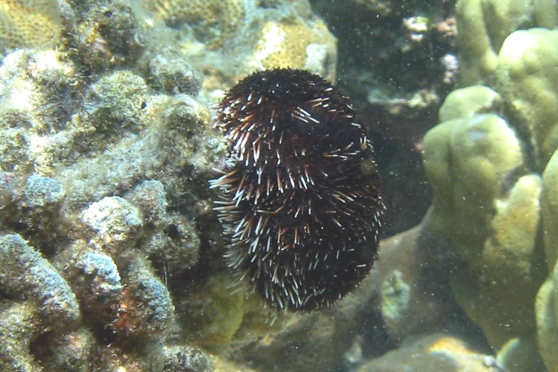 Collector Urchin | 2006 Kahaluʻu Bay - Doug Sell