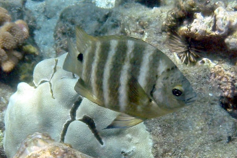 Blackspot Sergeant | 2008 Kahaluʻu Bay - Doug Sell