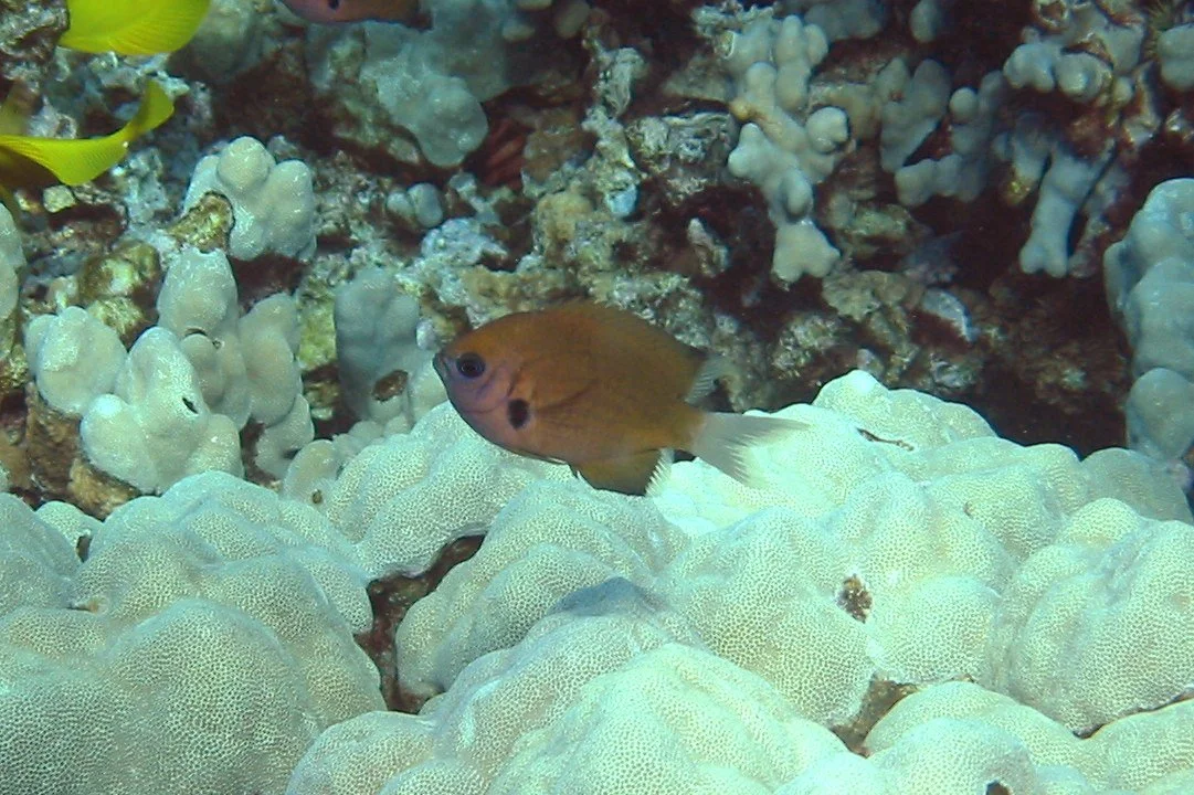 Agile Chromis | 2003 Kahaluʻu Bay - Doug Sell