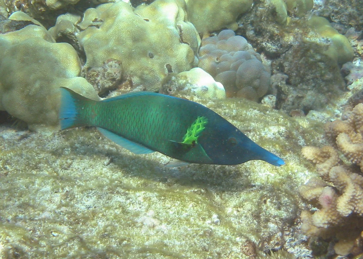Bird Wrasse | 2003 Kahaluʻu Bay - Doug Sell