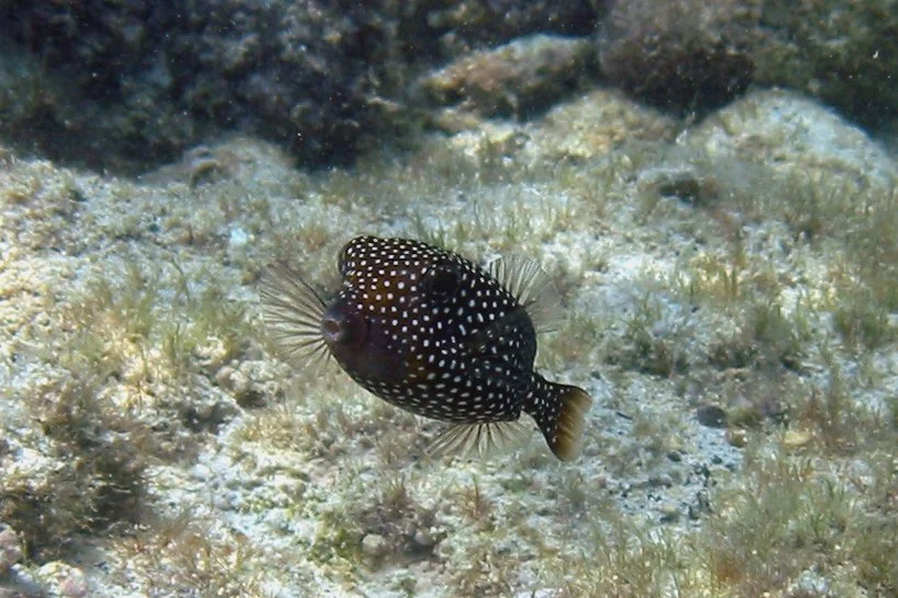 Boxfish - Female | 2007 Kahaluʻu Bay - Doug Sell