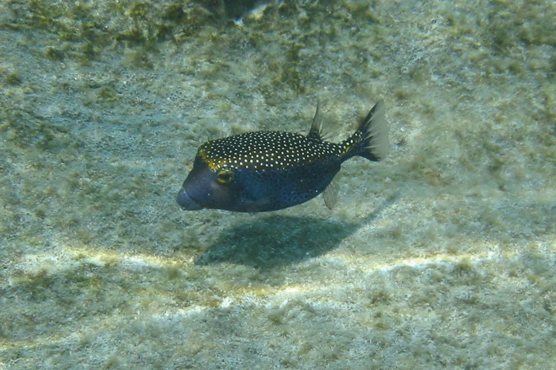 Boxfish - Male | 2003 Kahaluʻu Bay - Doug Sell