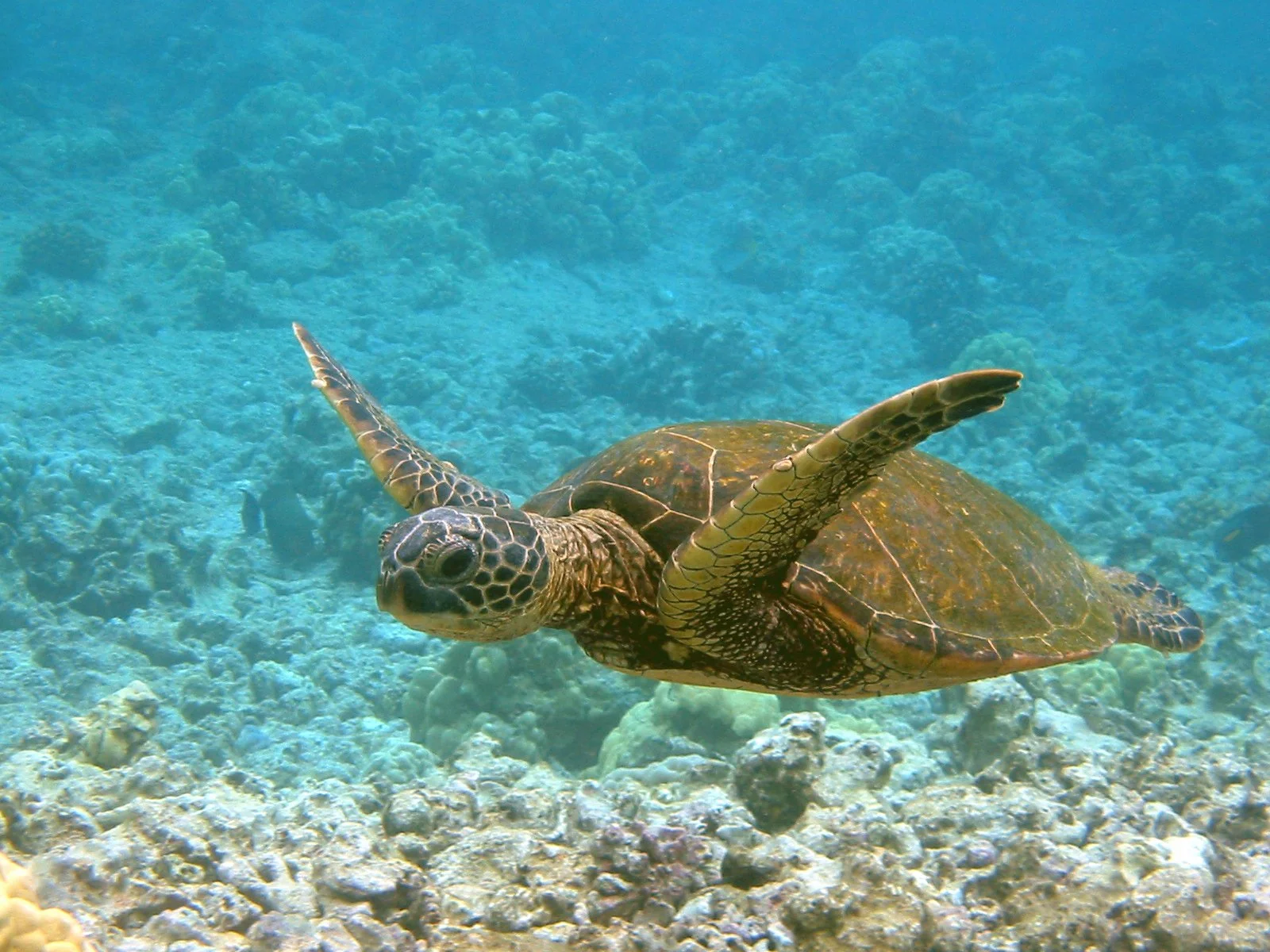 Green Sea Turtle | 2004 Kahaluʻu Bay - Doug Sell