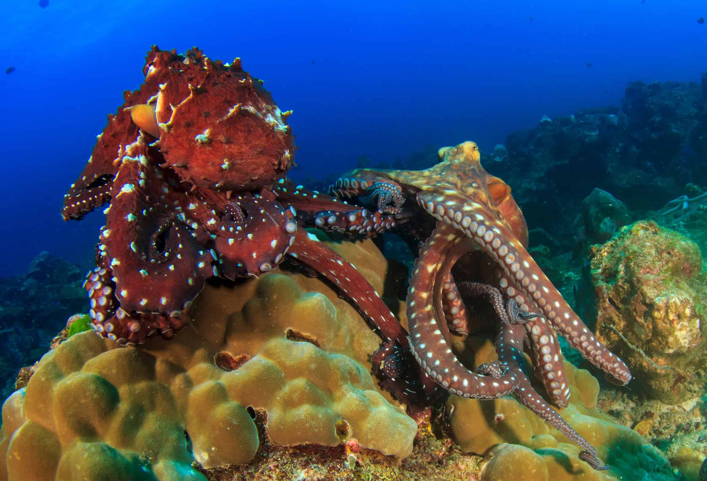 Осьминог в рифе. Синекольчатый осьминог австралия. Синекольчатый осьминог. Рифовый осьминог. Рифовый осьминог.