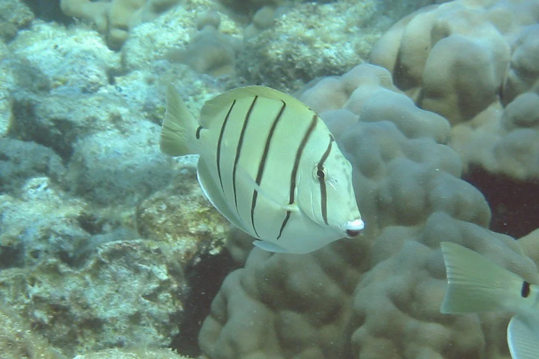 Convict Tang | 2003 Kahaluʻu Bay - Doug Sell