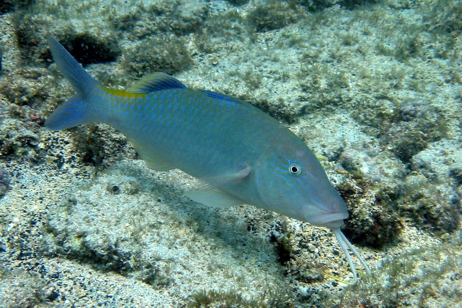 Blue Goatfish | 2008 Kahaluʻu Bay - Doug Sell