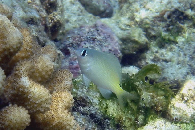 Brighteye Damselfish | 2005 Kahaluʻu Bay - Doug Sell