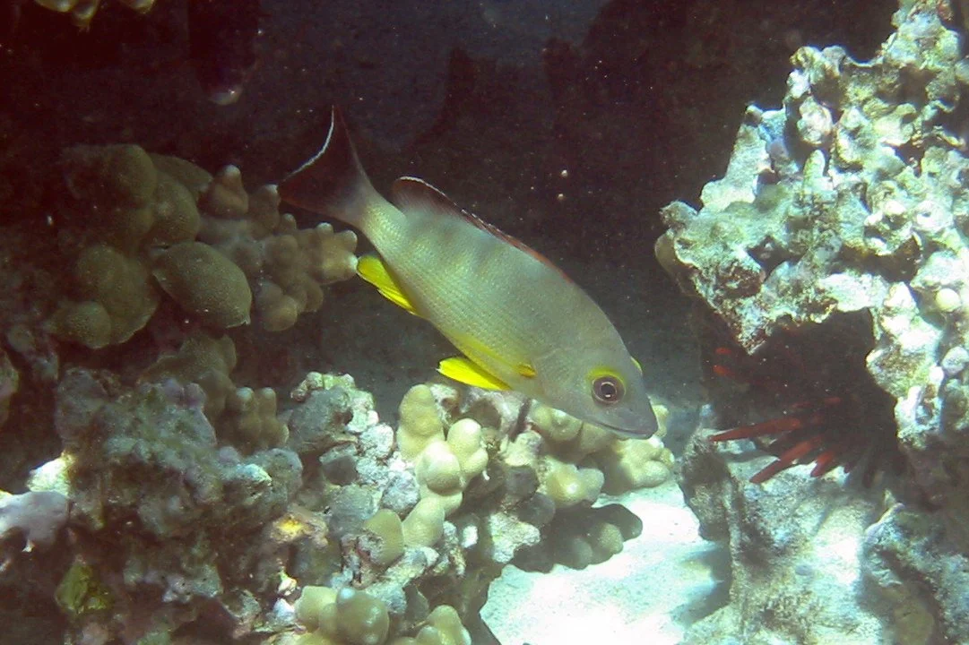 Blackspot Snapper | 2004 Kahaluʻu Bay - Doug Sell