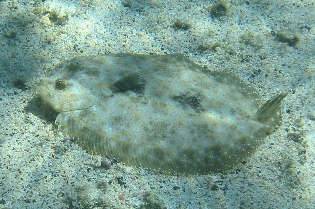 Flounder | 2003 Kahaluʻu Bay - Doug Sell