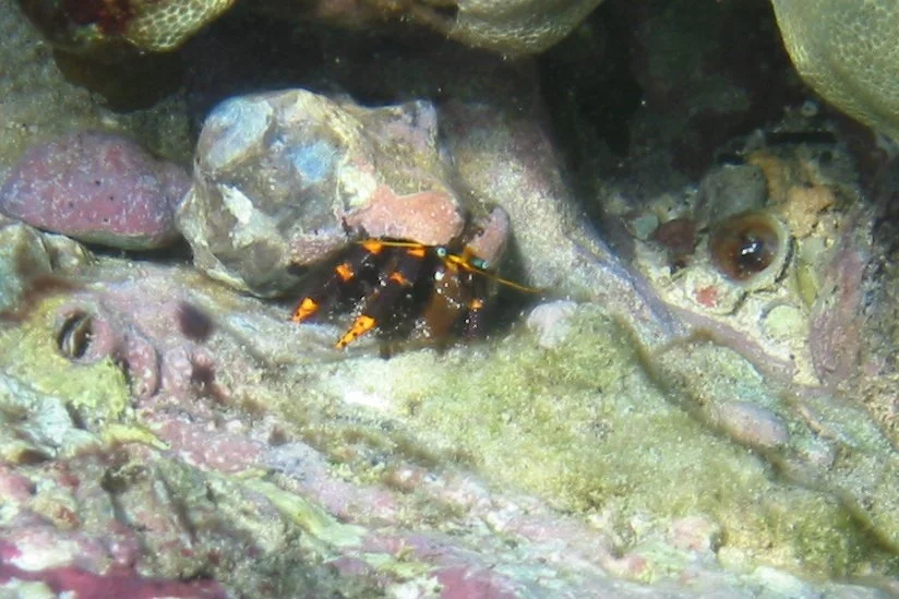 Elegant Hermit Crab | 2005 Kahaluʻu Bay - Doug Sell