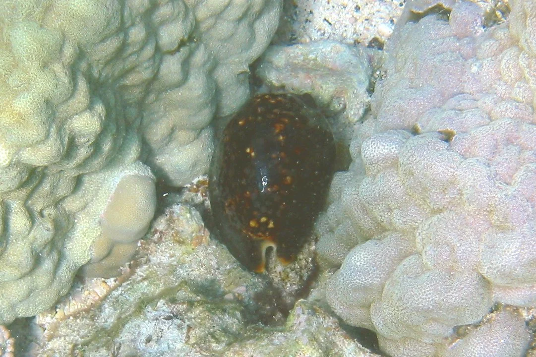Cowrie | 2004 Kahaluʻu Bay - Doug Sell