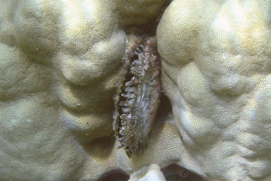 Black Lipped Pearl Oyster | 2004 Kahaluʻu Bay - Doug Sell