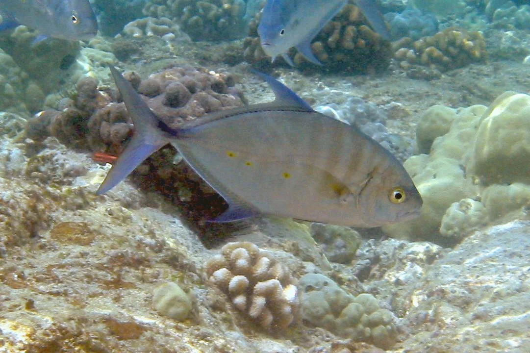 Bluefin Trevally | 2004 Kahaluʻu Bay - Doug Sell