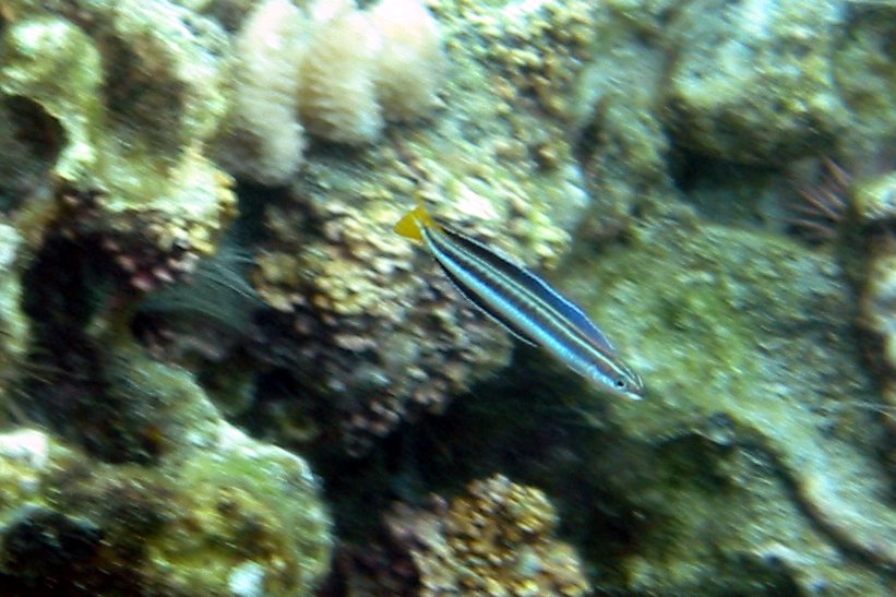 Goslines Fangblenny | 2008 Kahaluʻu Bay - Doug Sell